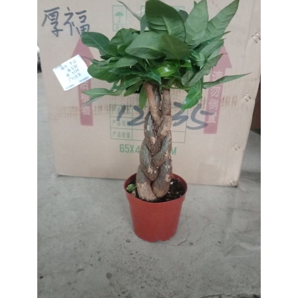 Cây kim ngân để bàn chậu nhựa đỏ