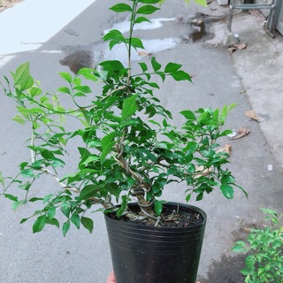 Cây Nguyệt Quế Bonsai