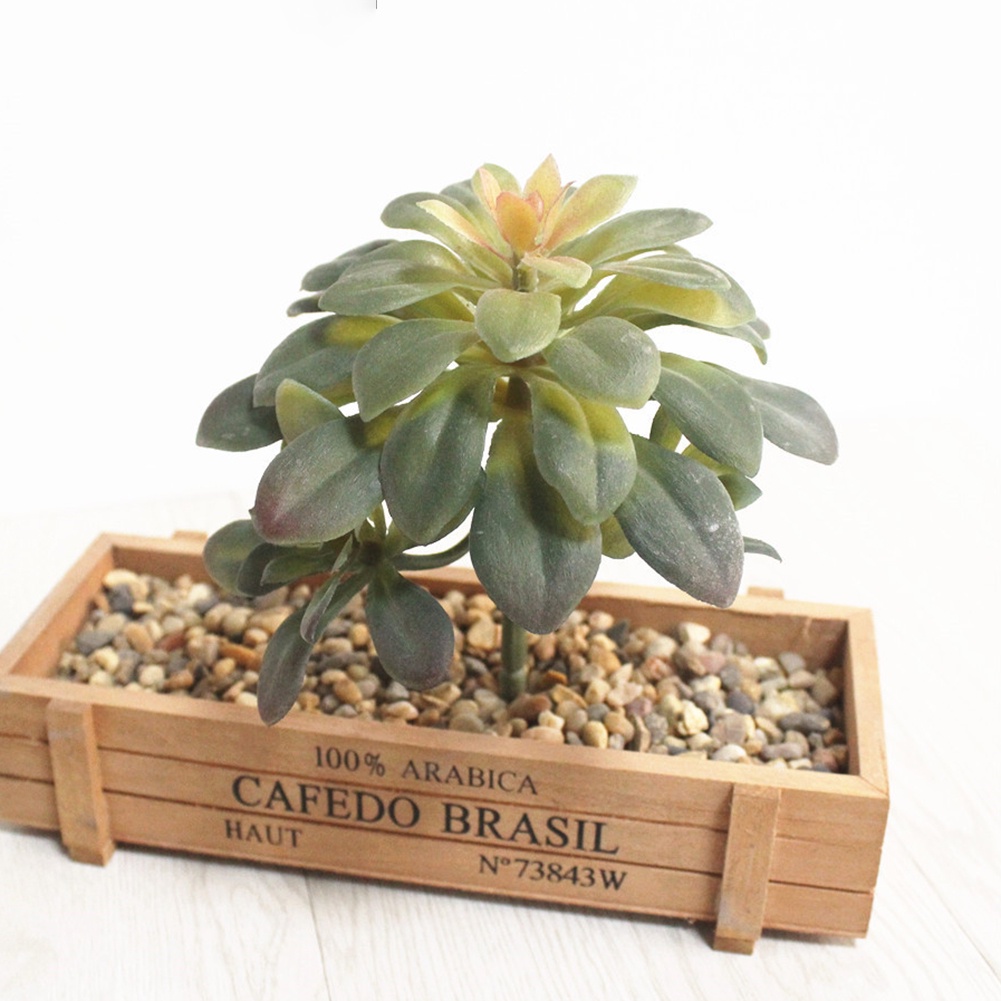 Cây mọng nước giả trang trí nhà cửa/ quán cafe DIY