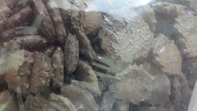 80k 1kg hạt gấc khô