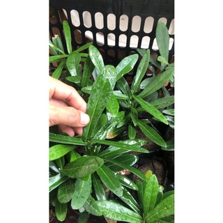 Cây giống xáo tam phân