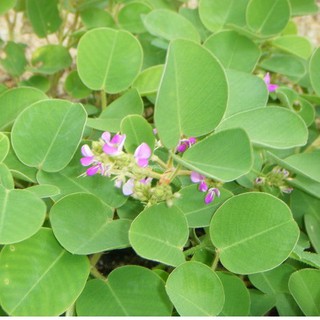 Hạt giống Kim tiền thảo ( cây dược liệu ) 50 hạt