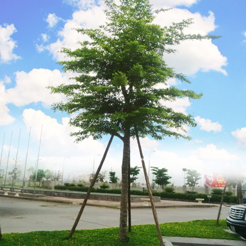 Cây Bàng Đài Loan - Bàng Lá Nhỏ Cây cao 1m-1m2