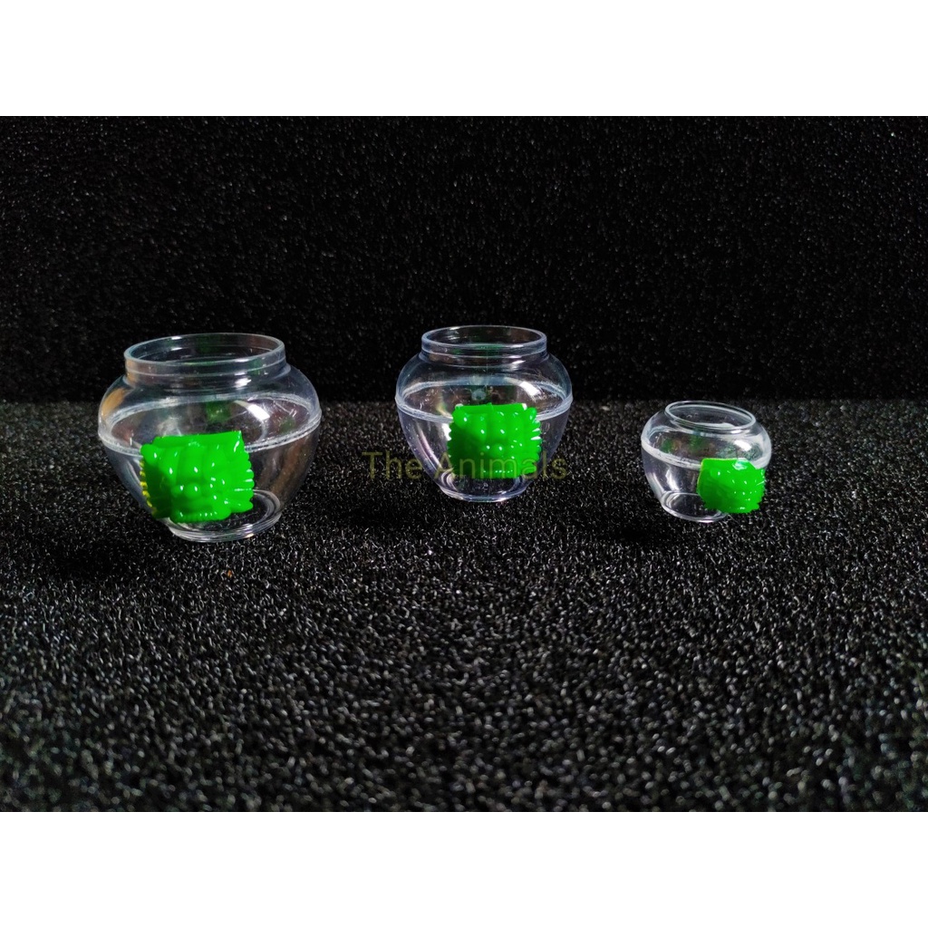 Cóng uống nước chim cảnh tai xanh