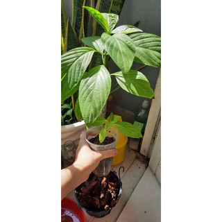 Cây giống lá cẩm tím Nhật