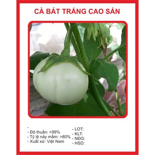 Hạt Giống cà Bát Trắng Cao Sản - 1gr