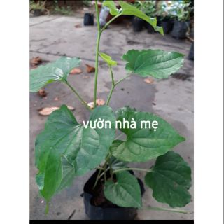 Cây lá lốt vườn