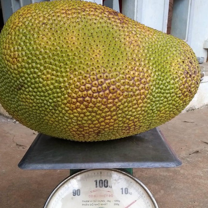 Giống Mít Indonesia Ruột Đỏ Sơ Vàng Một Năm Cho Trái