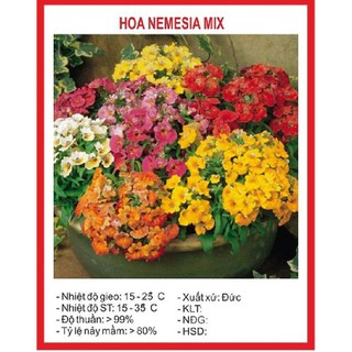Hạt giống hoa cúc nemesia mix – gói 100h