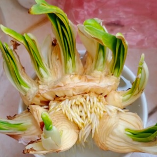 Củ hoa thuỷ tiên hàng VIP khủng sz 27-28