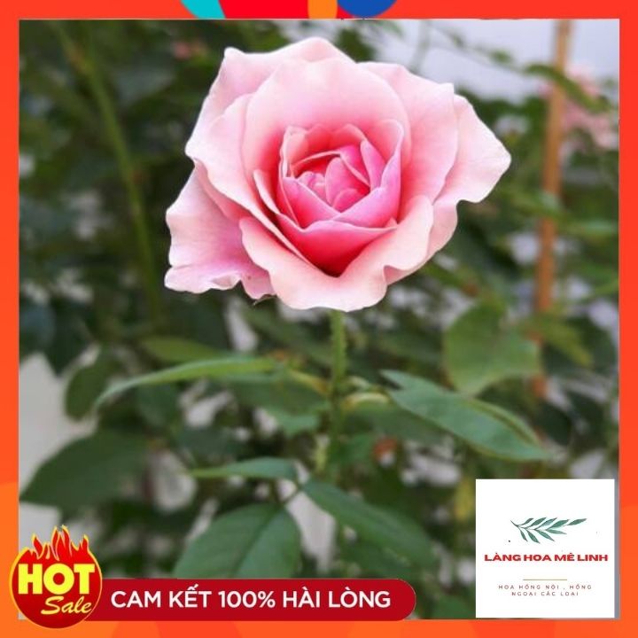 Hoa hồng leo Our Lady of Guadalupe Hoa có màu hồng, thơm nhẹ. Hoa rất sai , hoa quanh năm.🌷