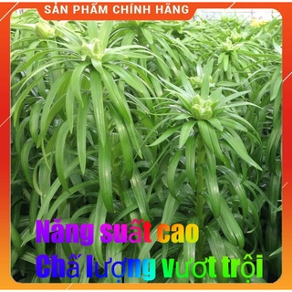 Phân Cá Hữu Cơ, Đạm Cá Hữu Cơ, Thái Thị Chai 1 Lít