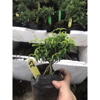 mai chiếu thuỷ bonsai mini