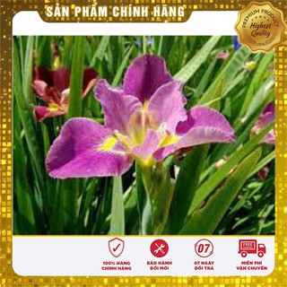 Hạt Giống Hoa Diên Vĩ Hồng