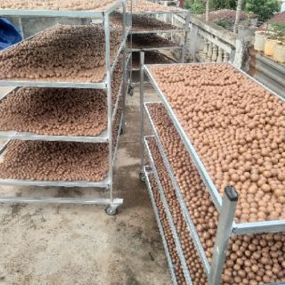 500g hạt mắc ca sấy size đại (> 2.5cm)