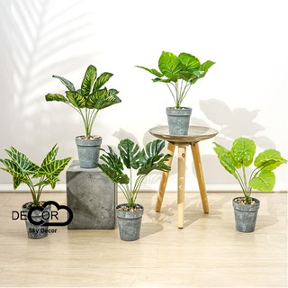 Chậu lá quạt đạo cụ chụp ảnh, trang trí, decor nhà cửa, cửa hàng
