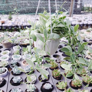 Lan hạt dưa cẩm thạch chậu treo