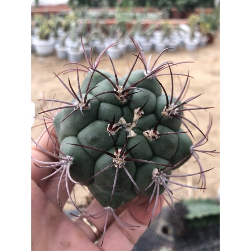 Xương rồng Tân Thiên Địa
