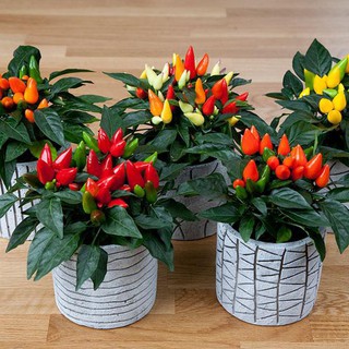 Hạt Giống Ớt Ngũ Sắc