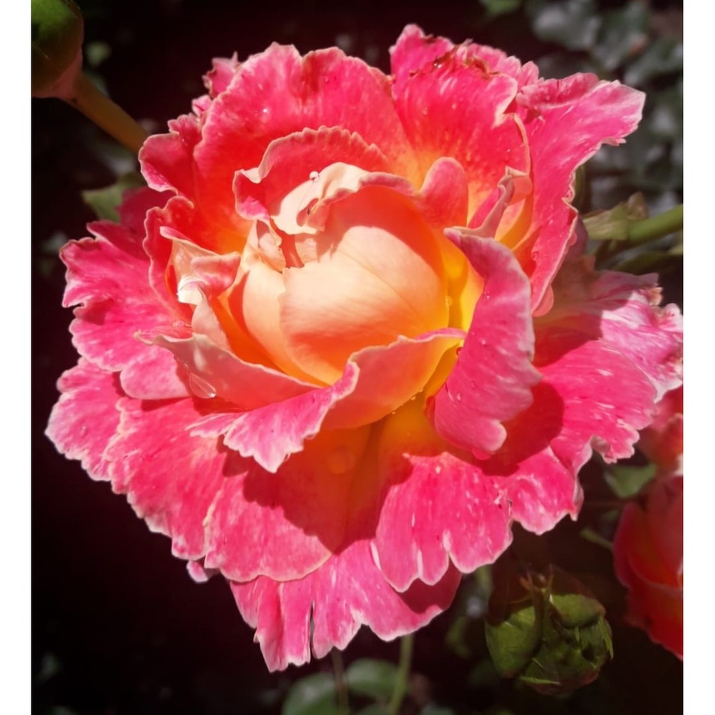 Phân bón hữu cơ kích hoa cho hoa hồng, hoa lan, cây cảnh làm vườn, dung tích 1 lít, chính hãng DOCNEEM
