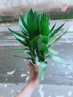 Phát Tài Búp Sen