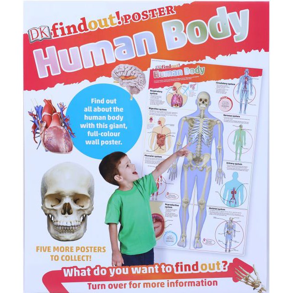 Sách Ngoại văn: DKfindout! Human Body Poster( English)