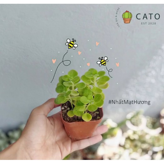 [CATO] 1 cây nhất mạt hương | Xuất xứ Đà Lạt, đã thuần khí hậu Huế