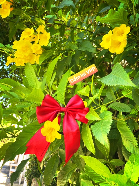 Dây cột tóc nữ phong cách Hàn quốc(hình thật )