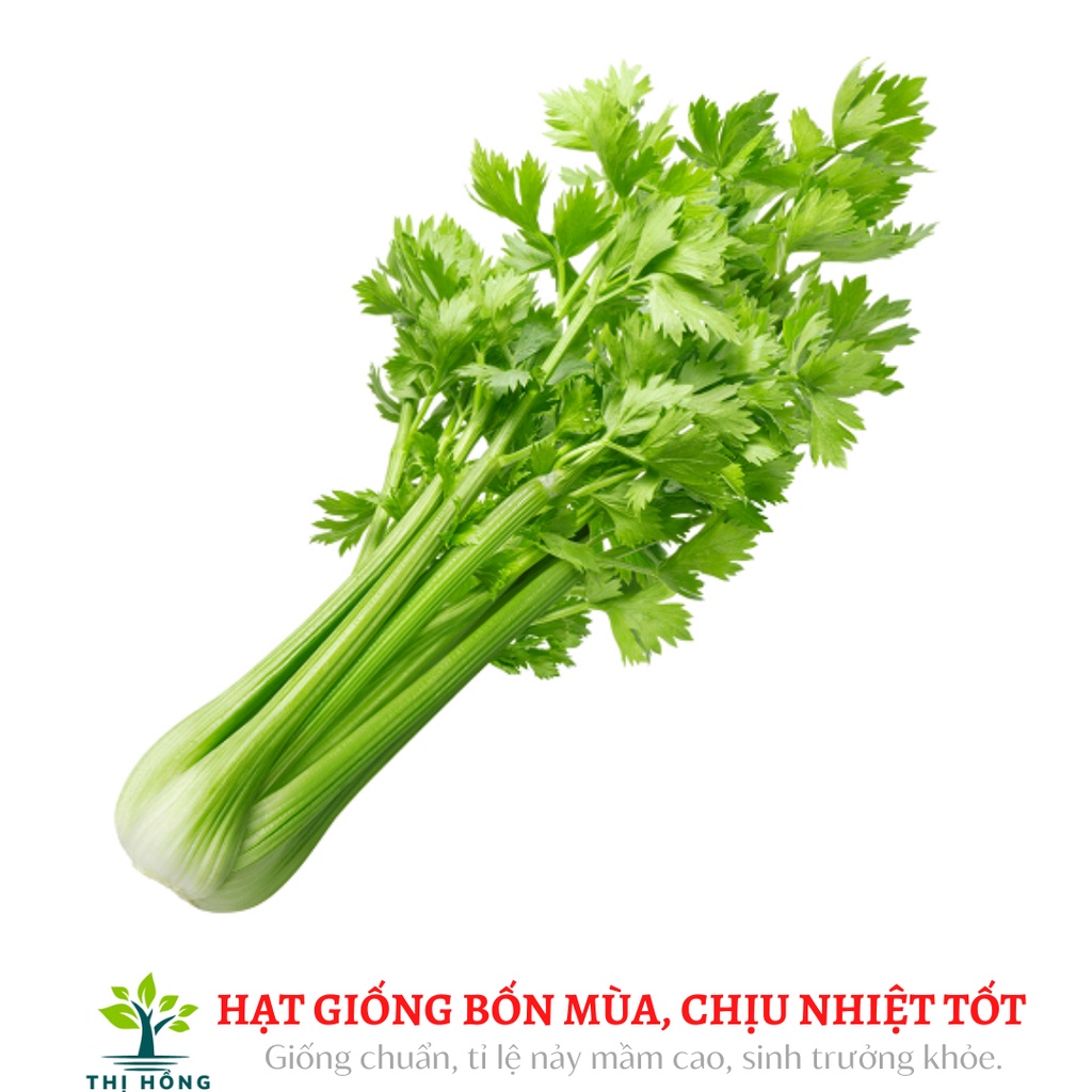 Hạt giống cần tây 5g (có mùi thơm, cuống to, không bị xơ)