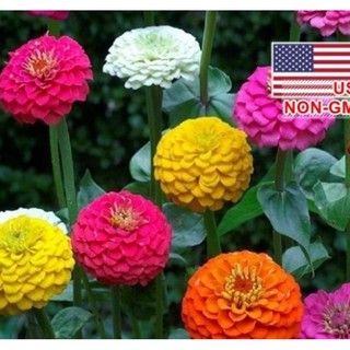 Hạt giống hoa cúc lá nhám kép
