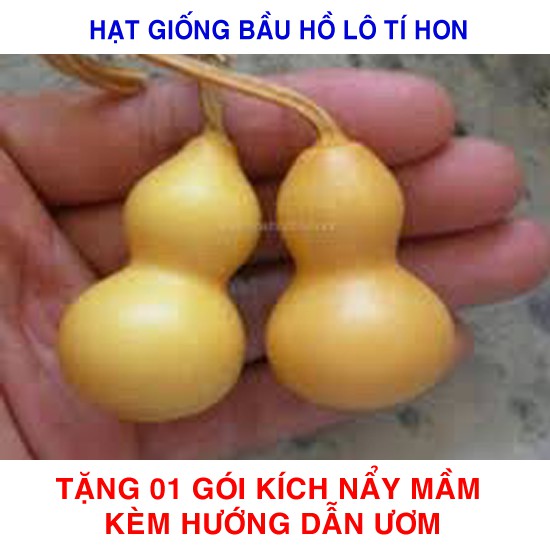 5 Hạt giống Bầu Hồ lô tí hon (tặng gói Kích nẩy mầm và Hướng dẫn)