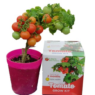 Bộ dụng cụ trồng cà chua- Tomato grow kit