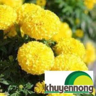 Gói 50 hạt giống hoa cúc vạn thọ vàng bông to