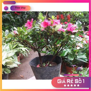 Hạt giống hoa đỗ quyên nhiều màu - 30 hạt LUCKY.VN