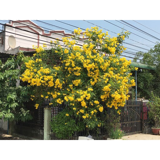 HẠT GIỐNG HOA CHUÔNG VÀNG - 10 Hạt/ gói