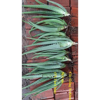 10 cây nha đam giống mỹ loại 20-30cm