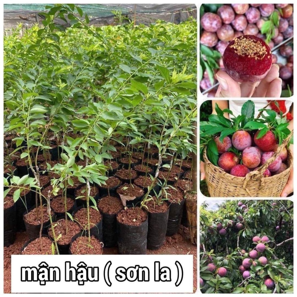 Cây Mận Hậu Sơn La, cây giống Mận Hậu Sơn La kèm bầu đất cao từ 40-60cm cho quả to tròn ,mọng nước