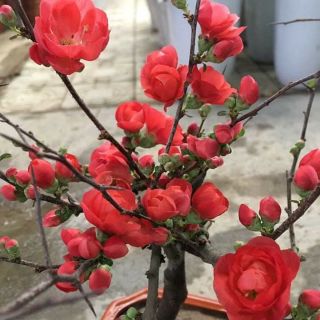 Cây hoa mai sẵn nụ hoa chơi tết
