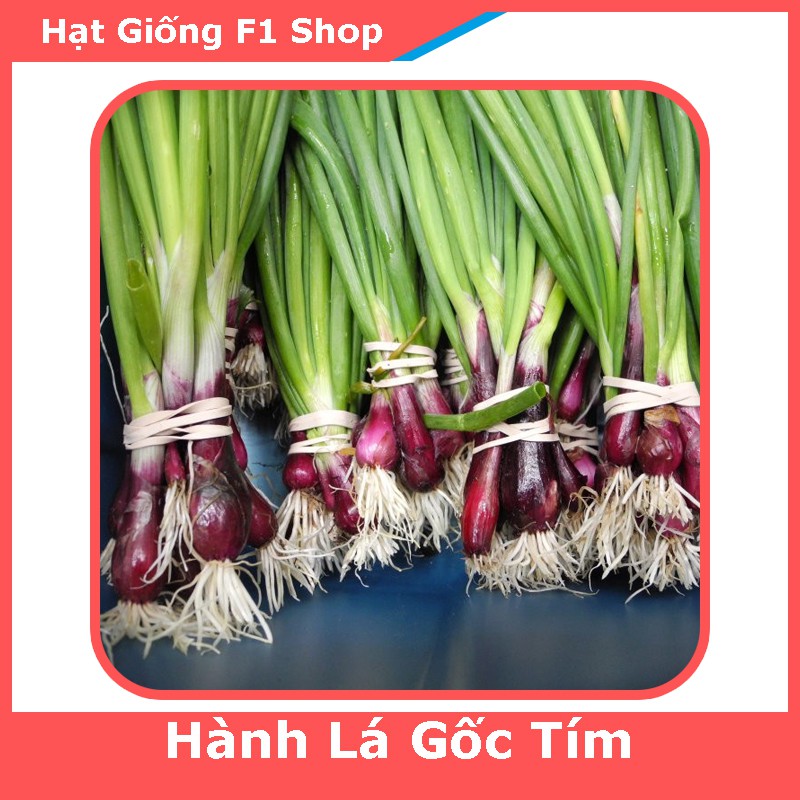 Hạt Giống Hành Lá Gốc Tím Dễ Trồng