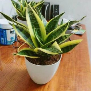 Cây lưỡi hổ thái cực đẹp .