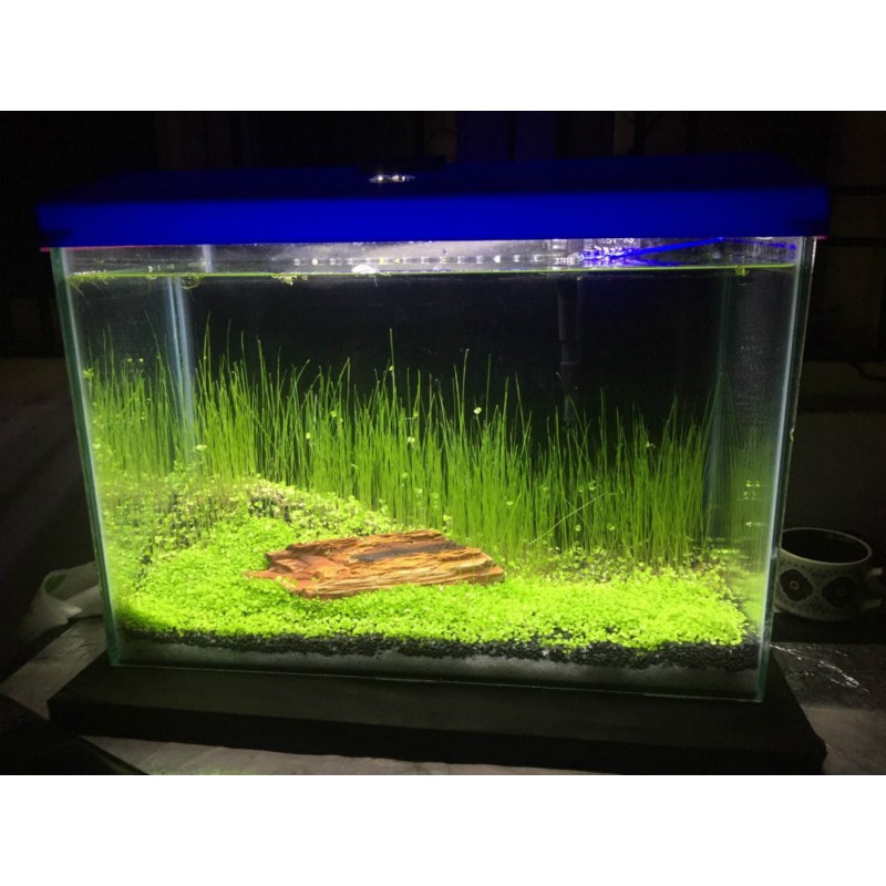 Combo 1000gram phân nền thủy sinh và hạt giống cỏ thủy sinh