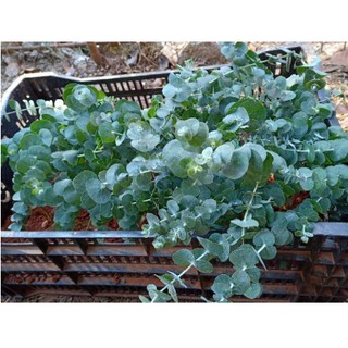 Chậu cây Khuynh Diệp - Đô La Bạc - Bạch Đằng cảnh - Silver Dollar Tree - Eucalyptus cinerea (Argyle Apple)-UtNho