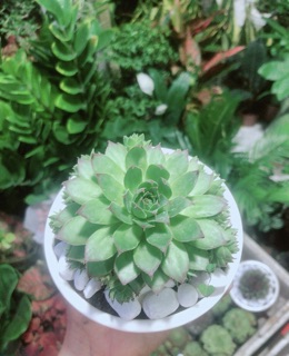 Phật Bà Xanh Kèm Chậu Sứ