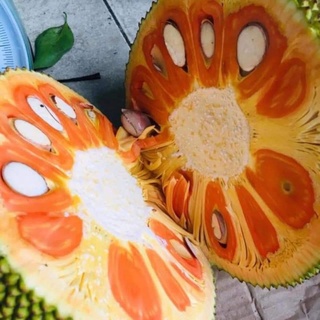 Giống mít ruột đỏ indo