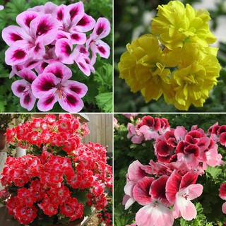 Hạt giống hoa phong lữ thảo mix F1 (Geranium)