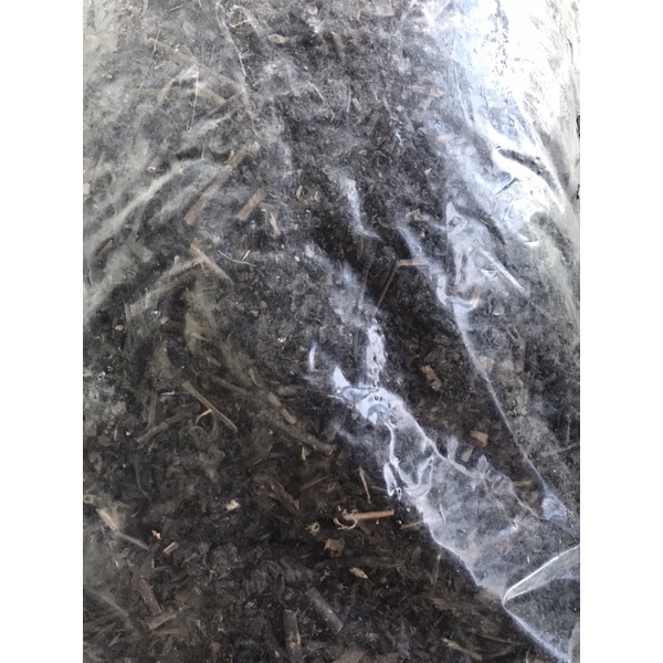 1kg cây nhân trần khô