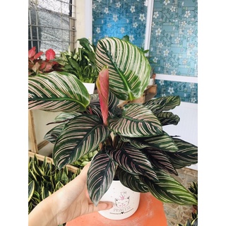 Cây đuôi công tím kẻ