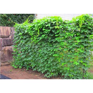 10gr - HẠT GIỐNG ĐẬU RỒNG