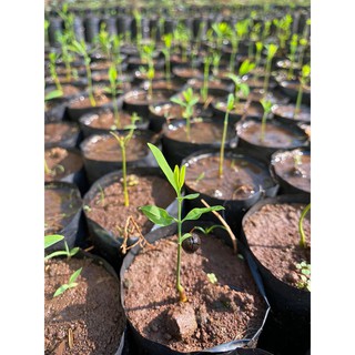 Hạt đàn hương trắng