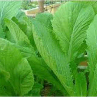 20gram HẠT GIỐNG CẢI BẸ XANH MỠ